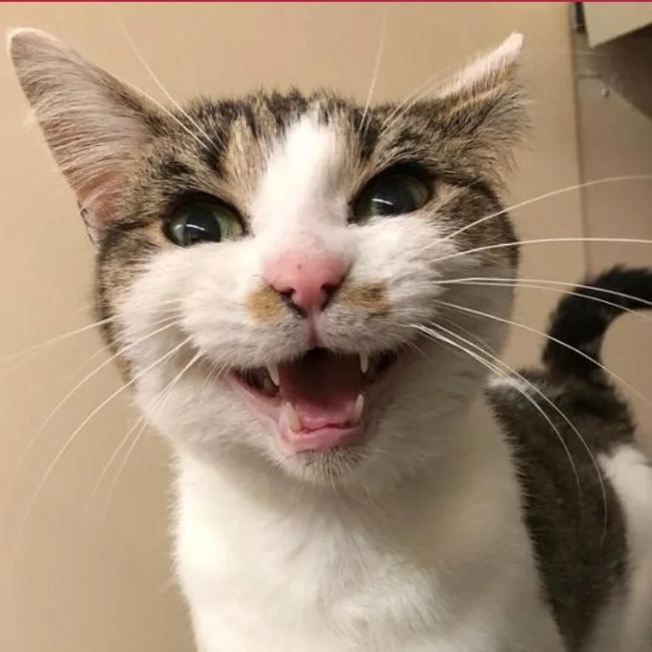Longview Animal Centre