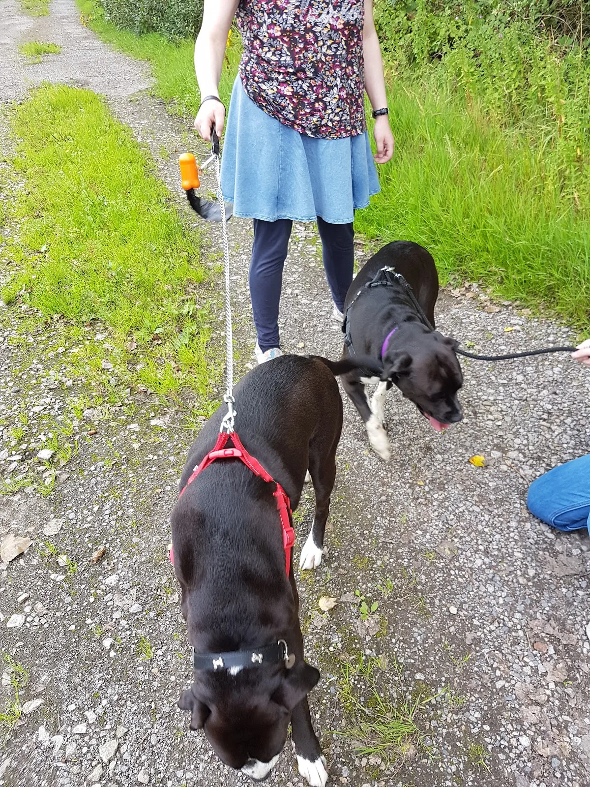 Longview Animal Centre