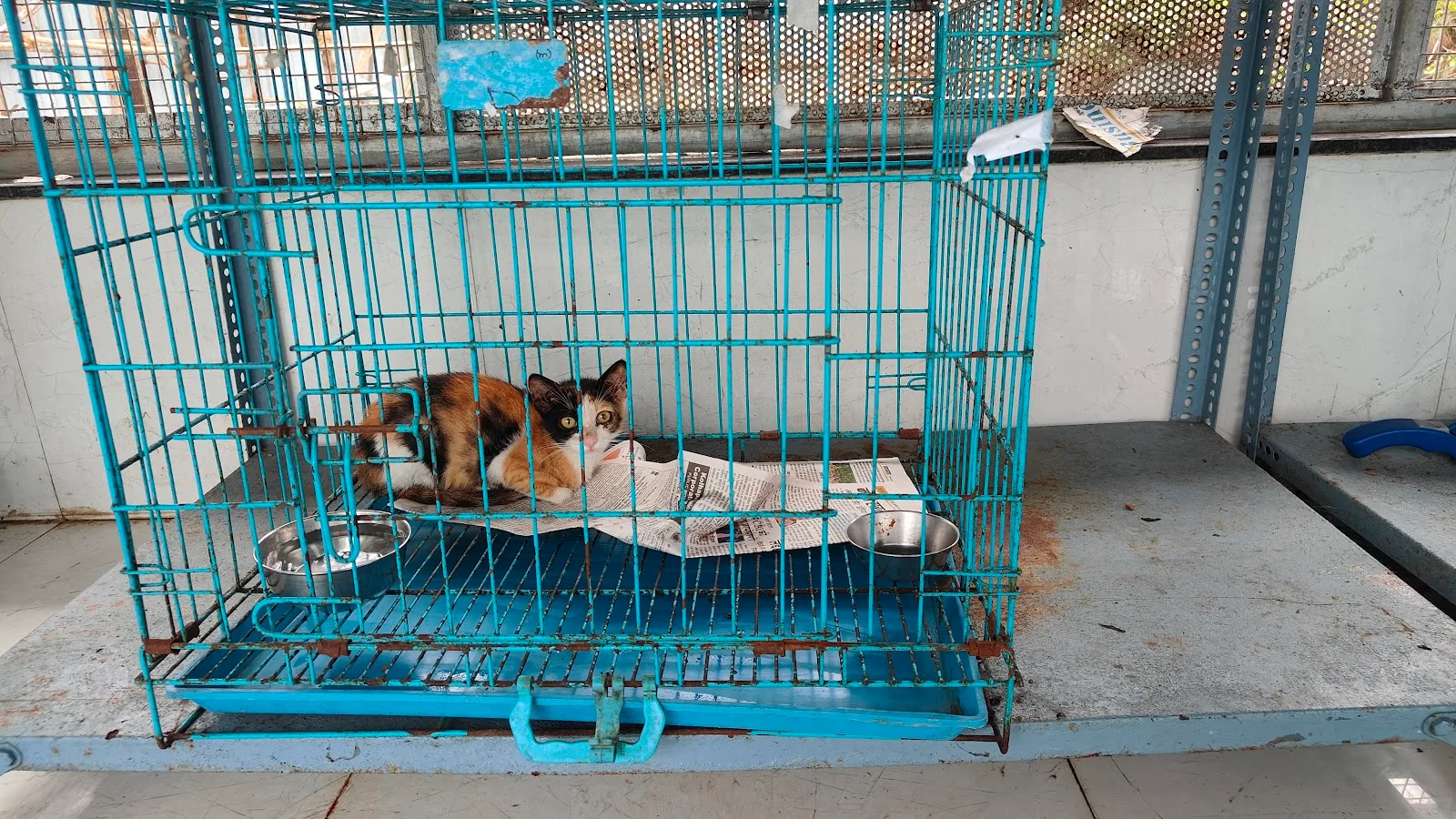 Youth Organisation In Defence Of Animals