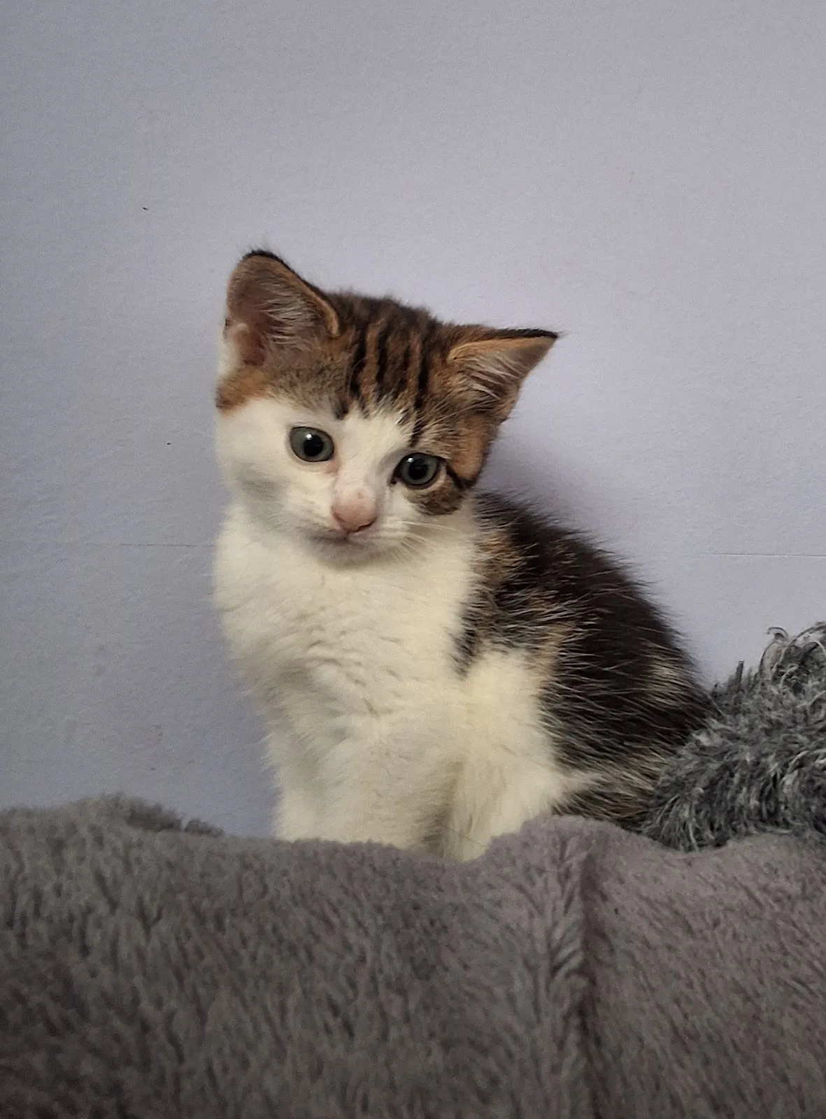 Millstream Animal Shelter