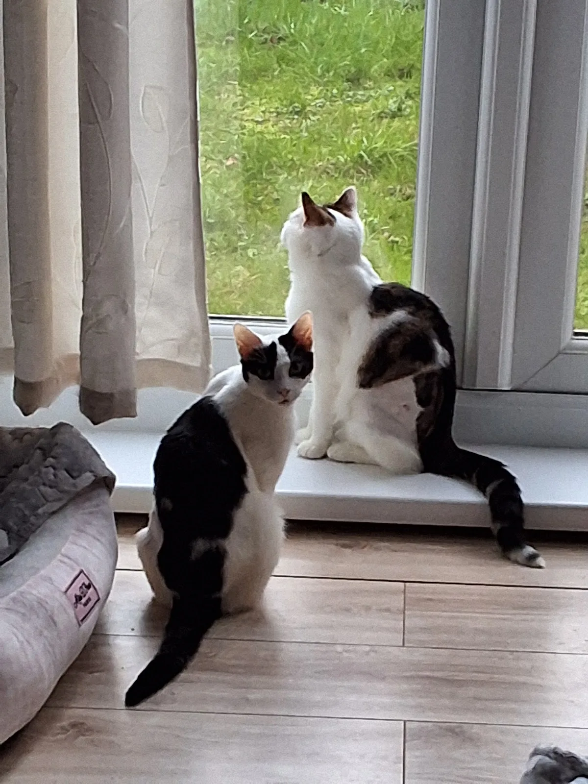 Millstream Animal Shelter