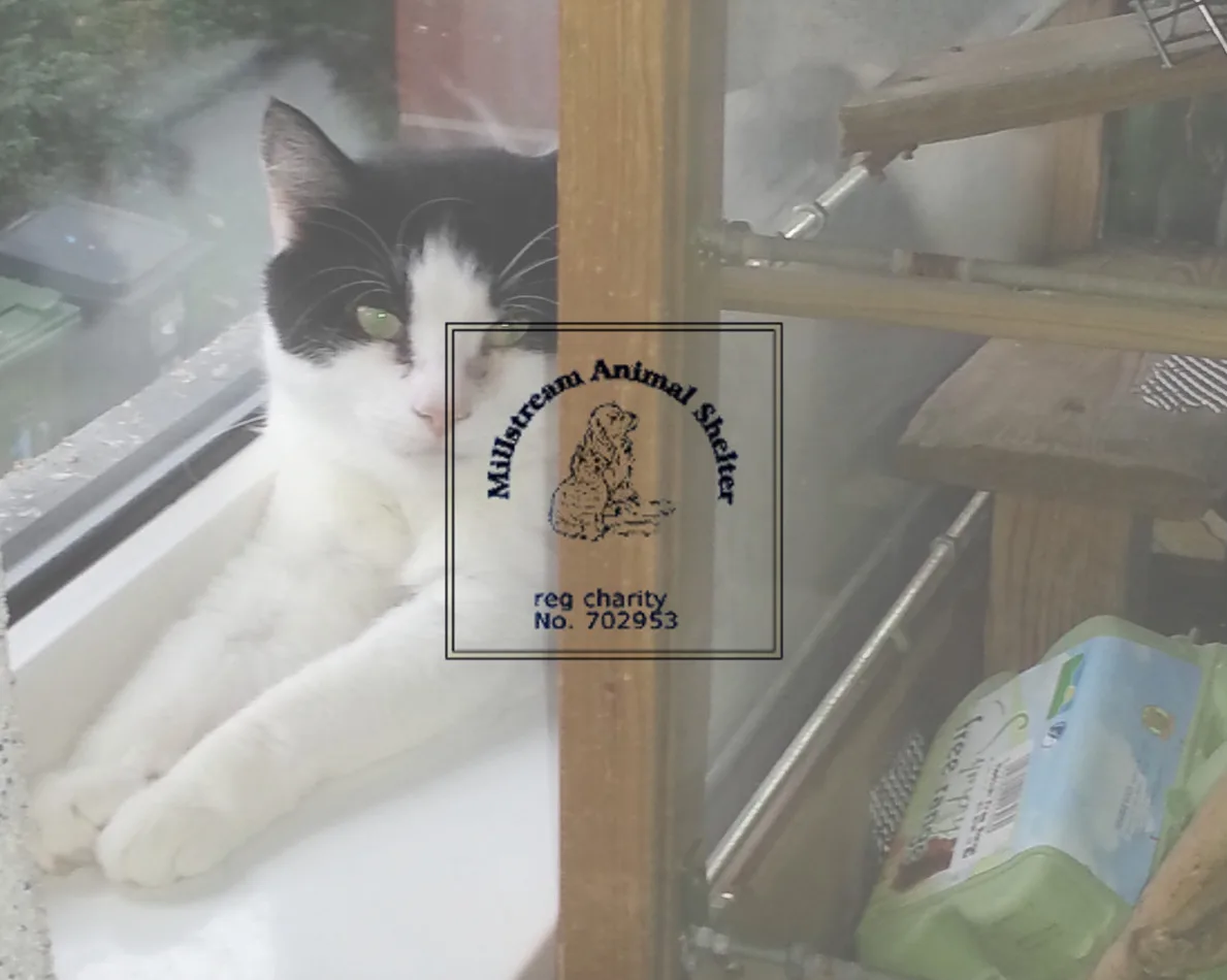 Millstream Animal Shelter