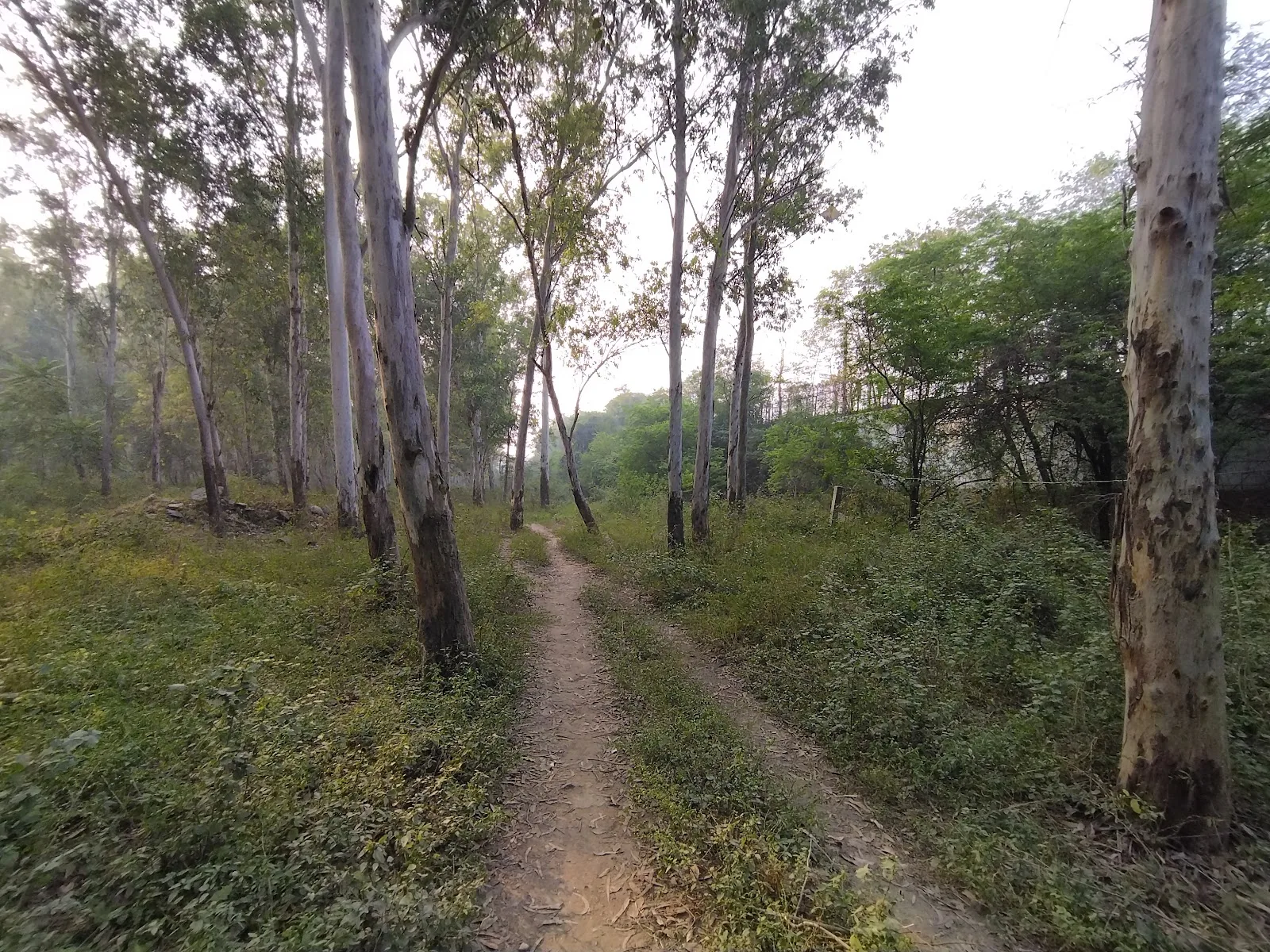 Yamuna Bank Forest Area