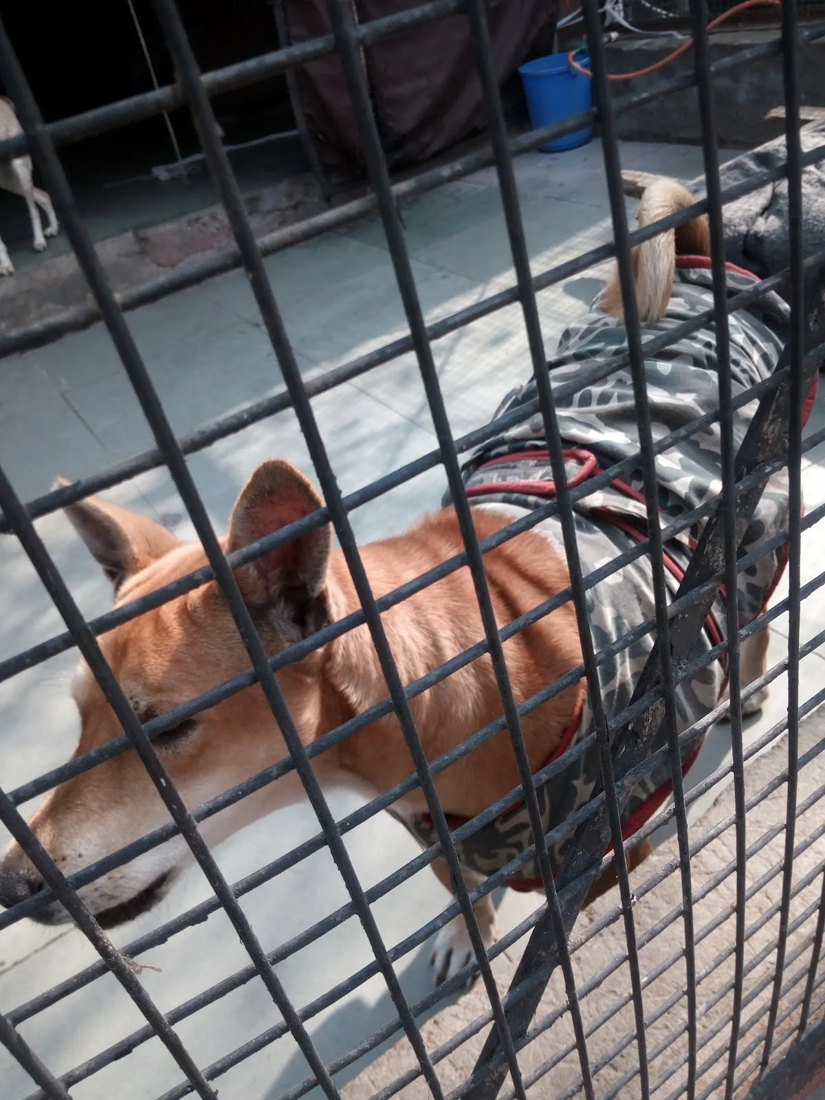 Sanjay Gandhi Animal Care Centre