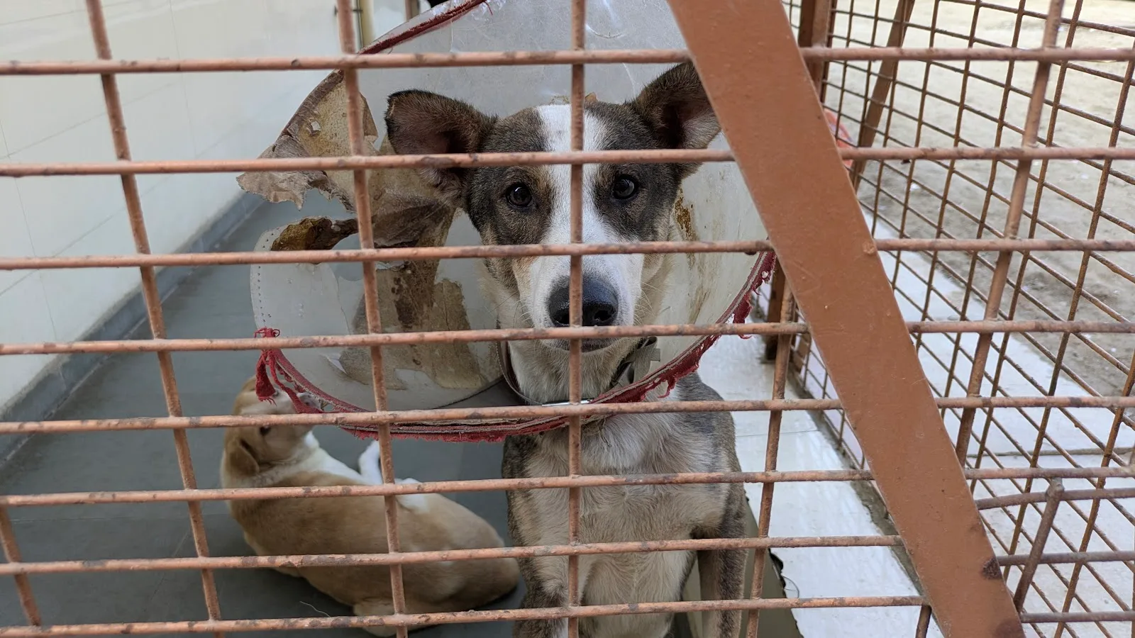 Sanjay Gandhi Animal Care Centre