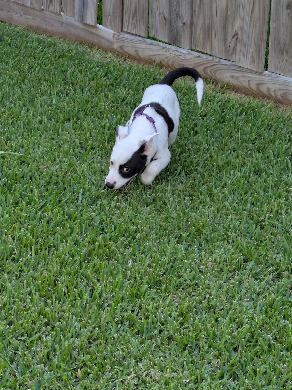 BARC Adoption Center