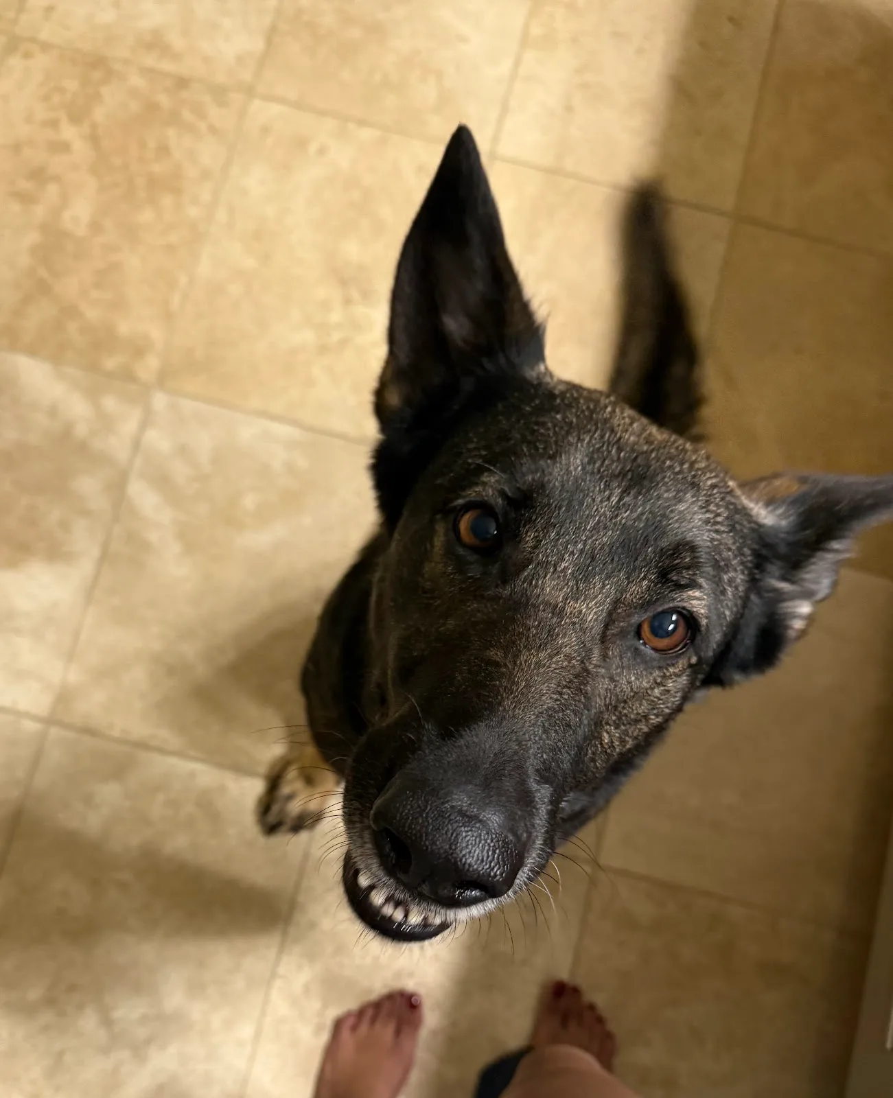 BARC Adoption Center