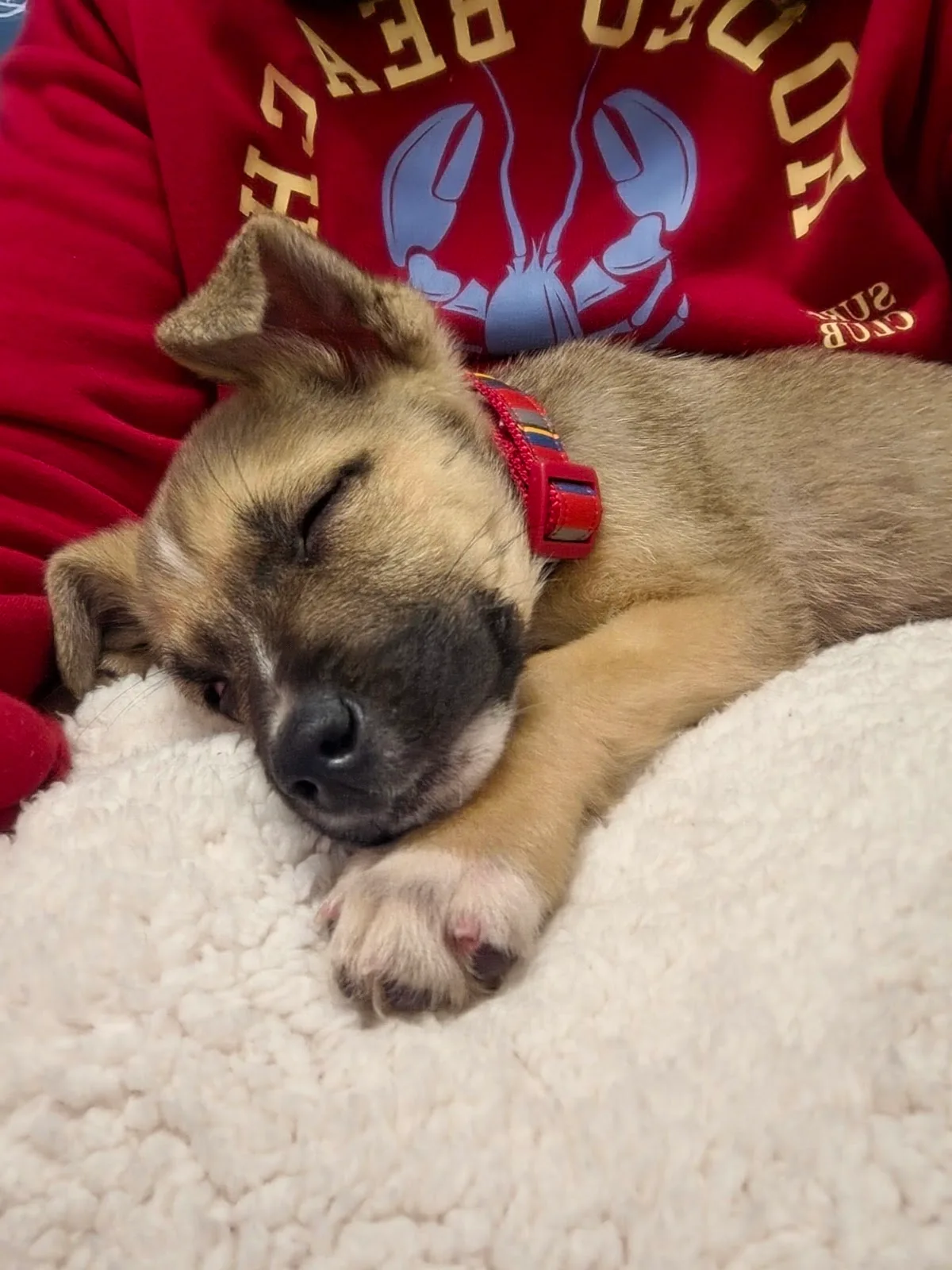 BARC Adoption Center