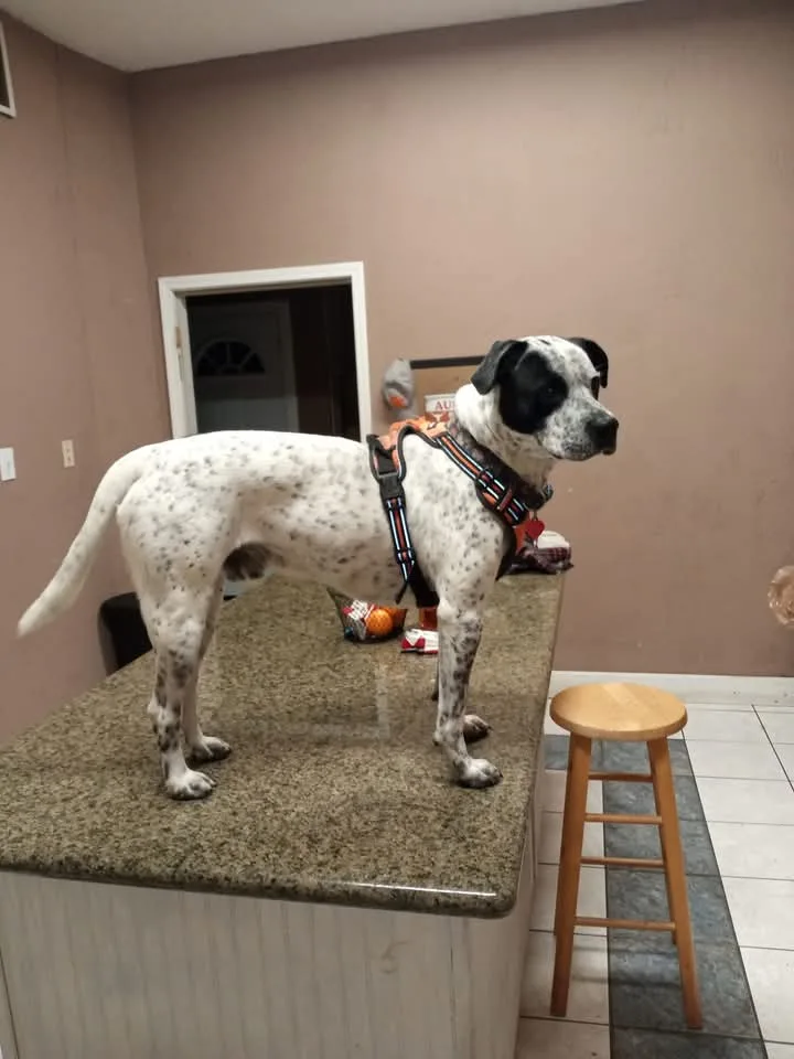 BARC Adoption Center