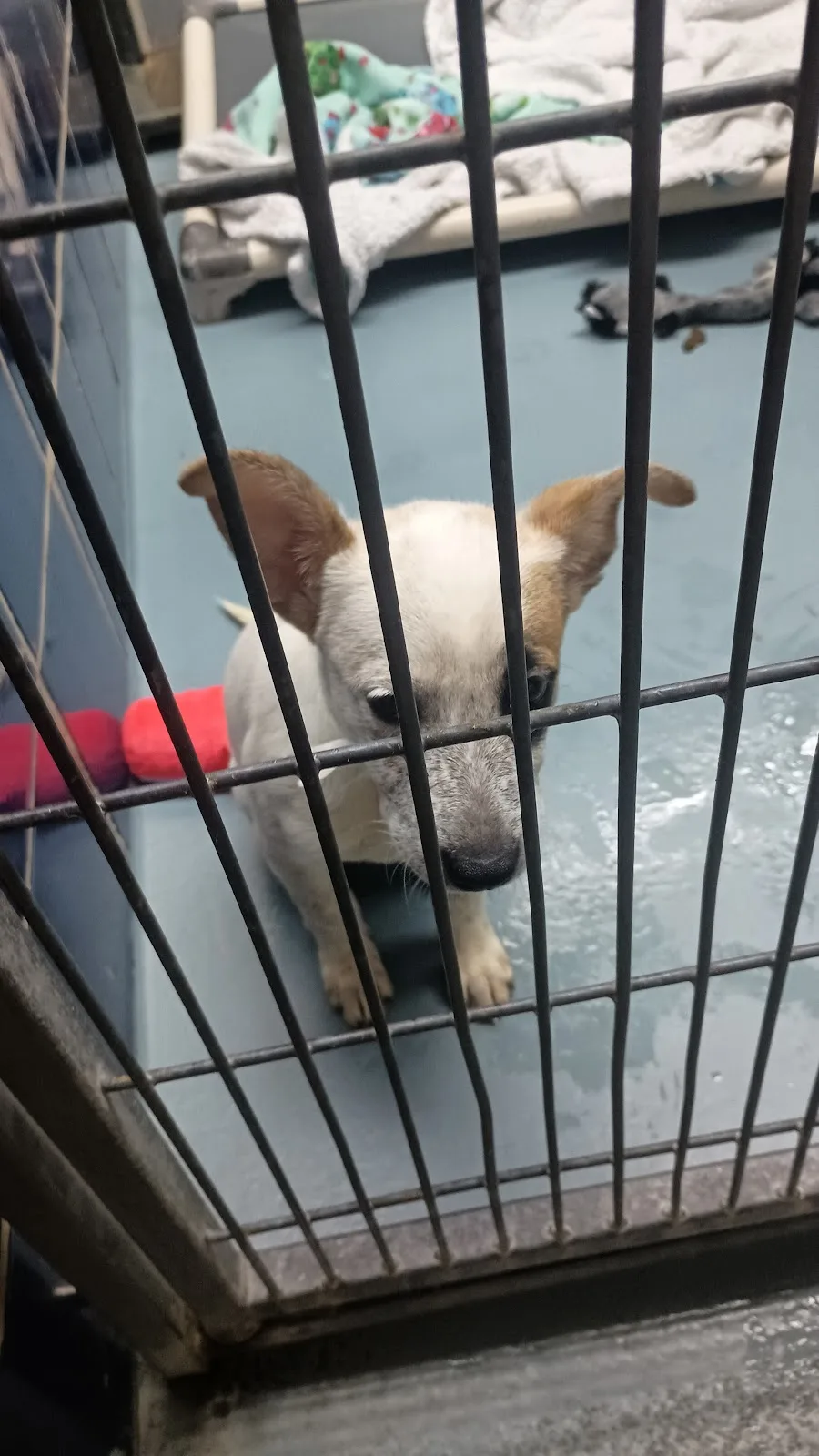 BARC Adoption Center