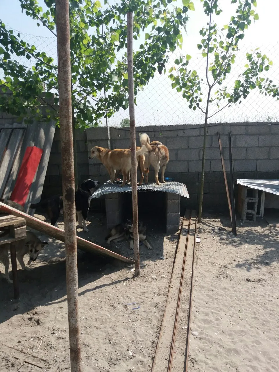 Bandar-e Anzali Animal Shelter