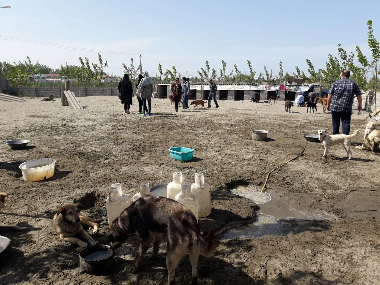Bandar-e Anzali Animal Shelter
