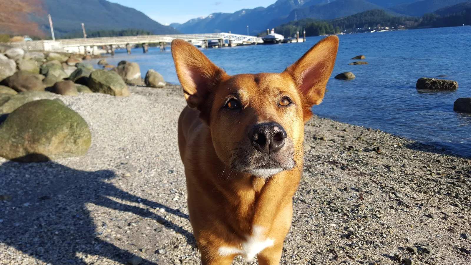 Vancouver Pound