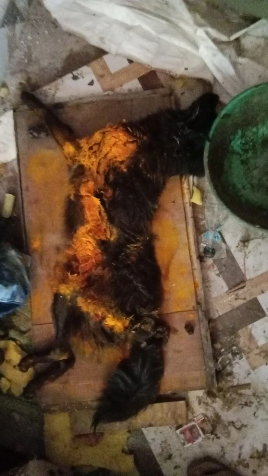 MUMBRA ANIMAL WELFARE SOCIETY(MUMBRA PETS CLINIC)