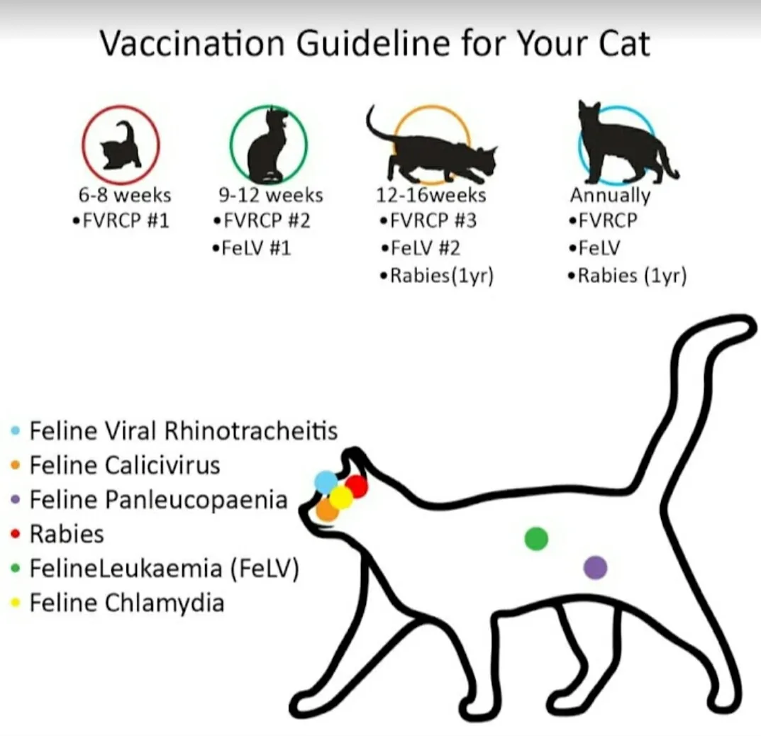MUMBRA ANIMAL WELFARE SOCIETY(MUMBRA PETS CLINIC)