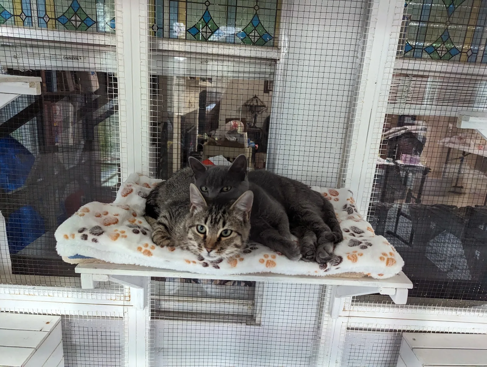 Citizens For Animal Protection
