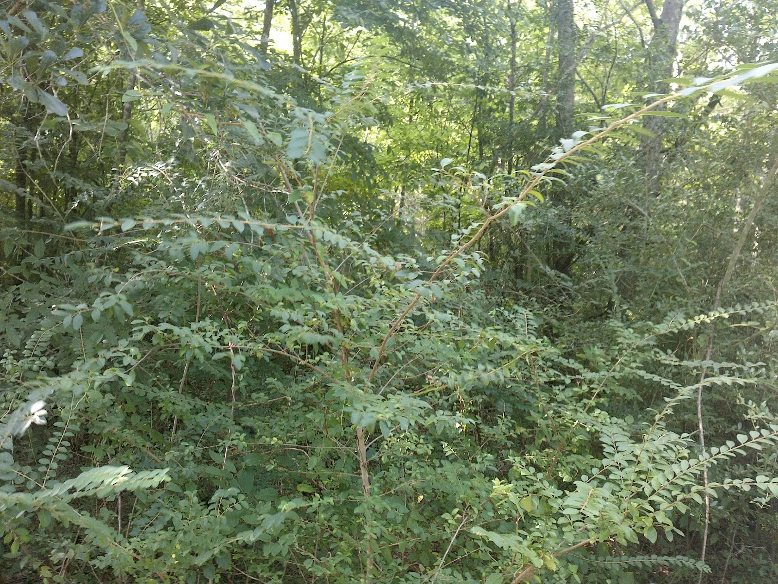 Bayou Land Conservancy