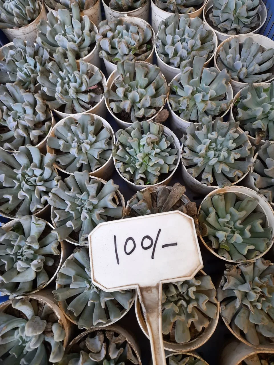 Saini Plant Home Nursery