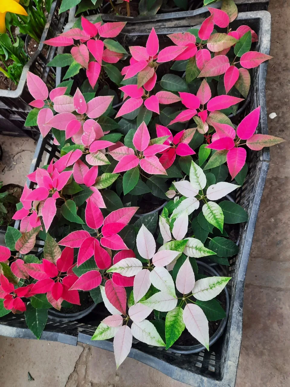 Saini Plant Home Nursery