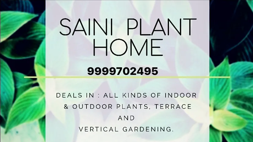 Saini Plant Home Nursery