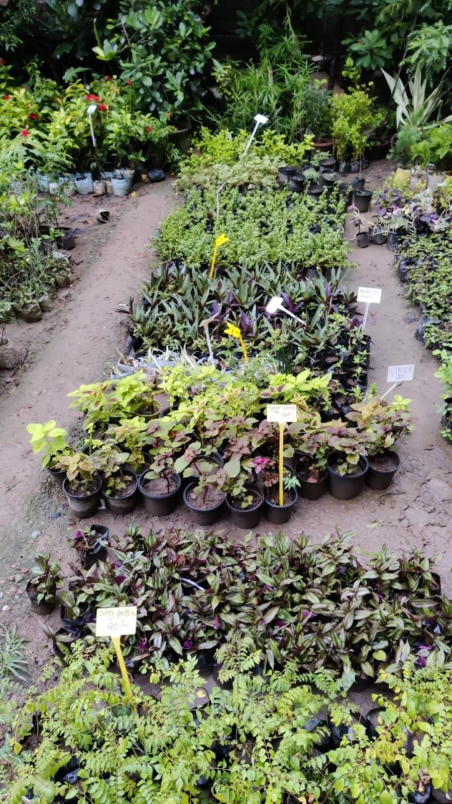 Saini Plant Home Nursery