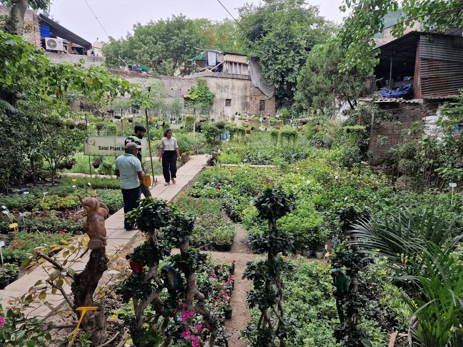 Saini Plant Home Nursery