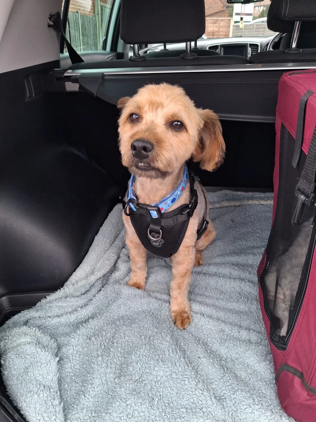 Manchester & Cheshire Dogs' Home