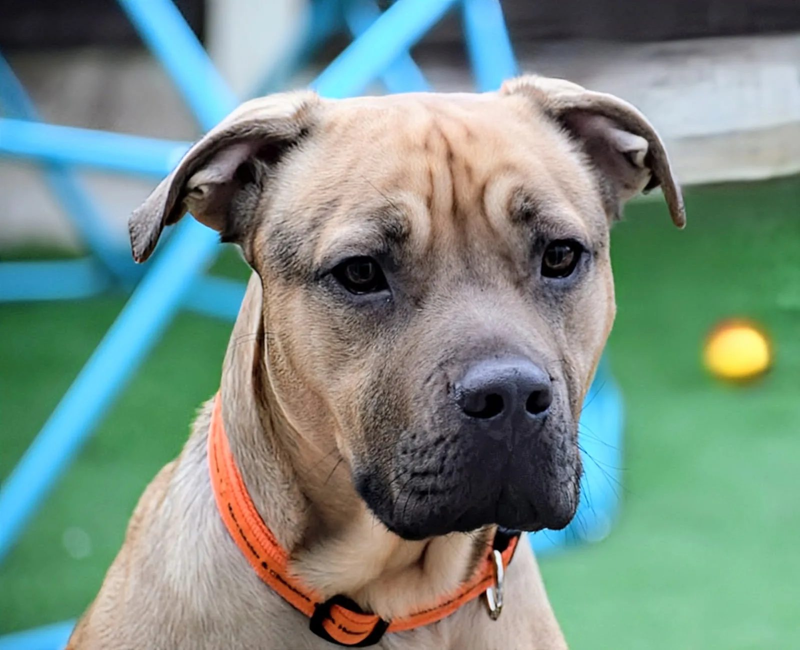 Manchester & Cheshire Dogs' Home