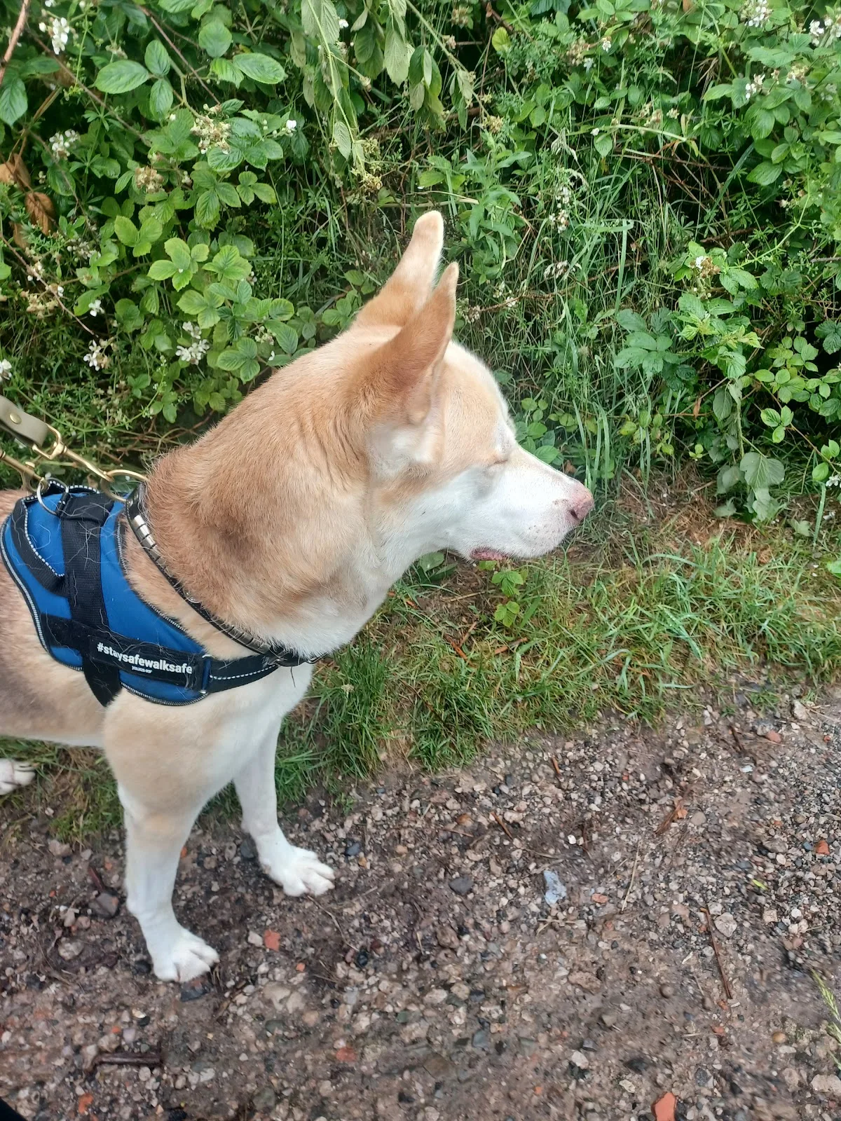 Manchester & Cheshire Dogs' Home