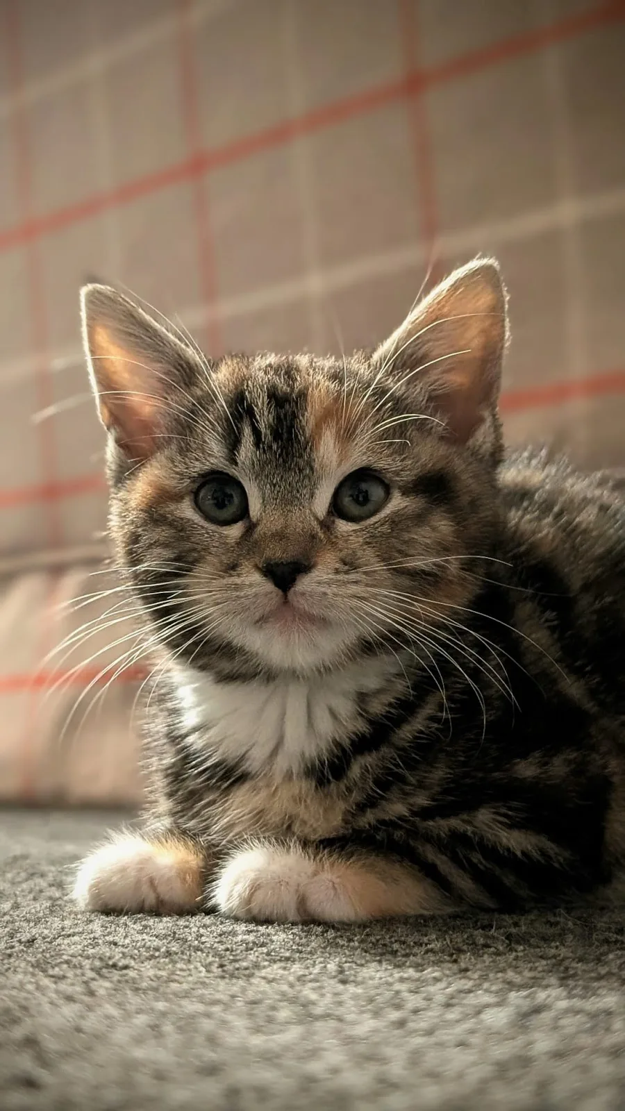 Blue Cross rehoming centre, Bromsgrove