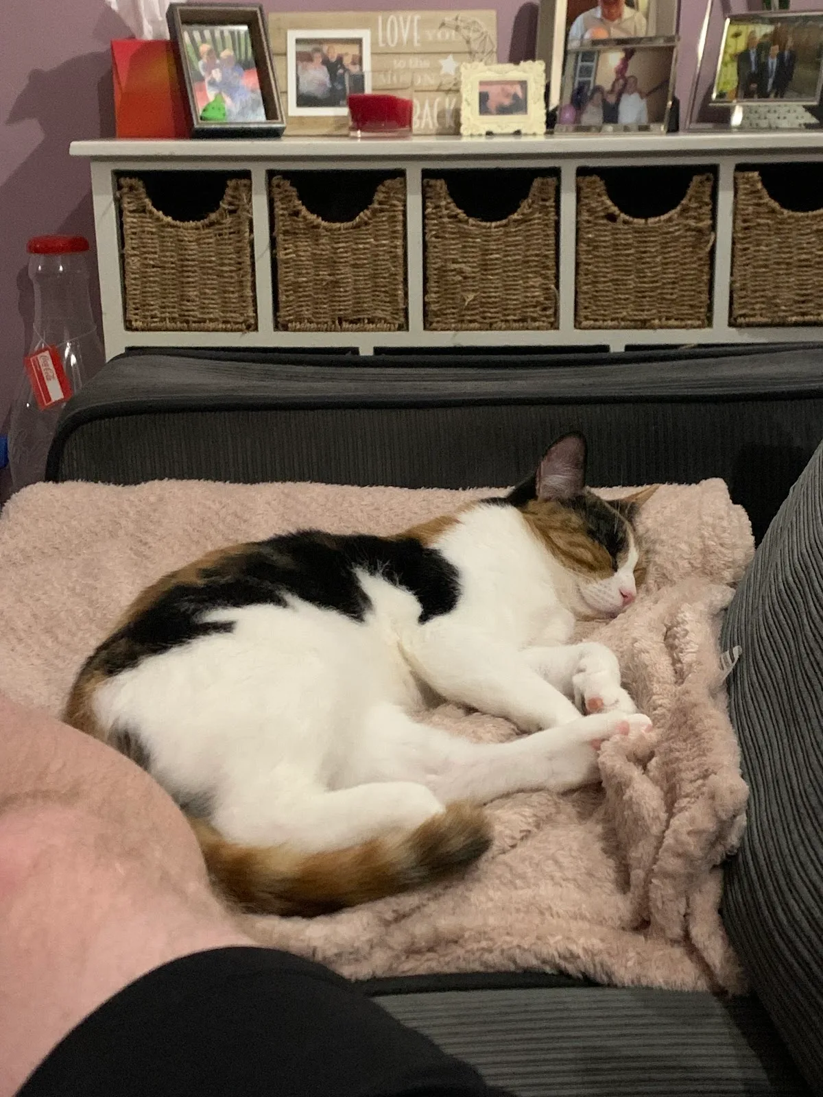 Blue Cross rehoming centre, Bromsgrove
