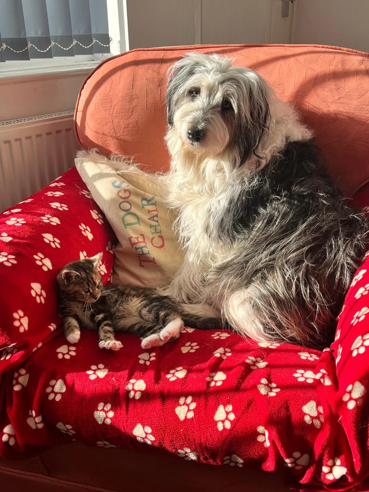 Blue Cross rehoming centre, Bromsgrove