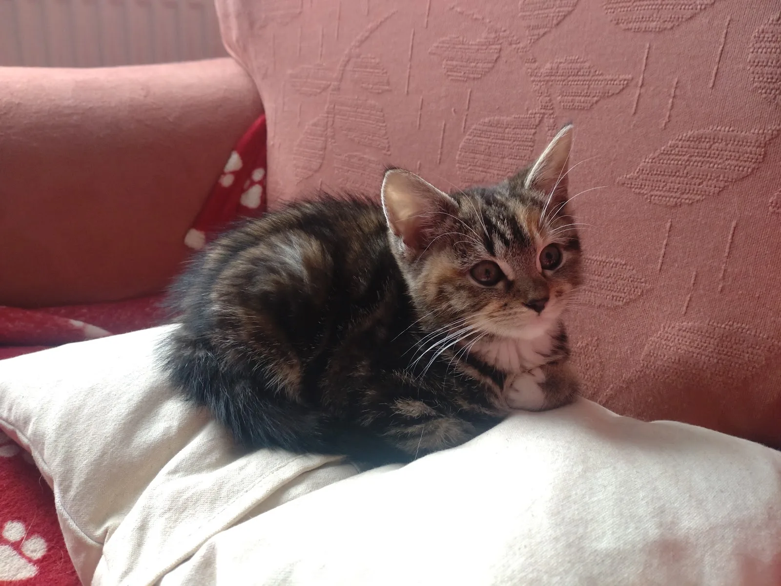 Blue Cross rehoming centre, Bromsgrove