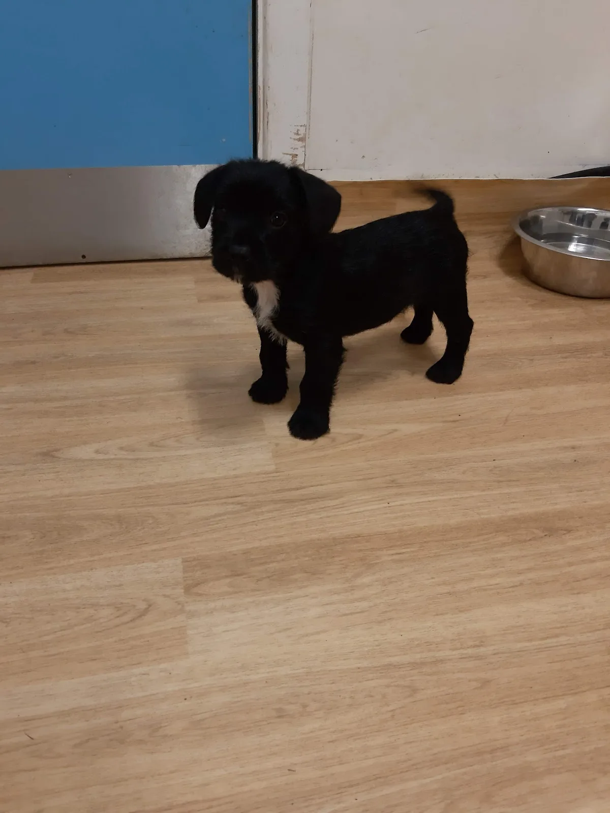 Blue Cross rehoming centre, Bromsgrove