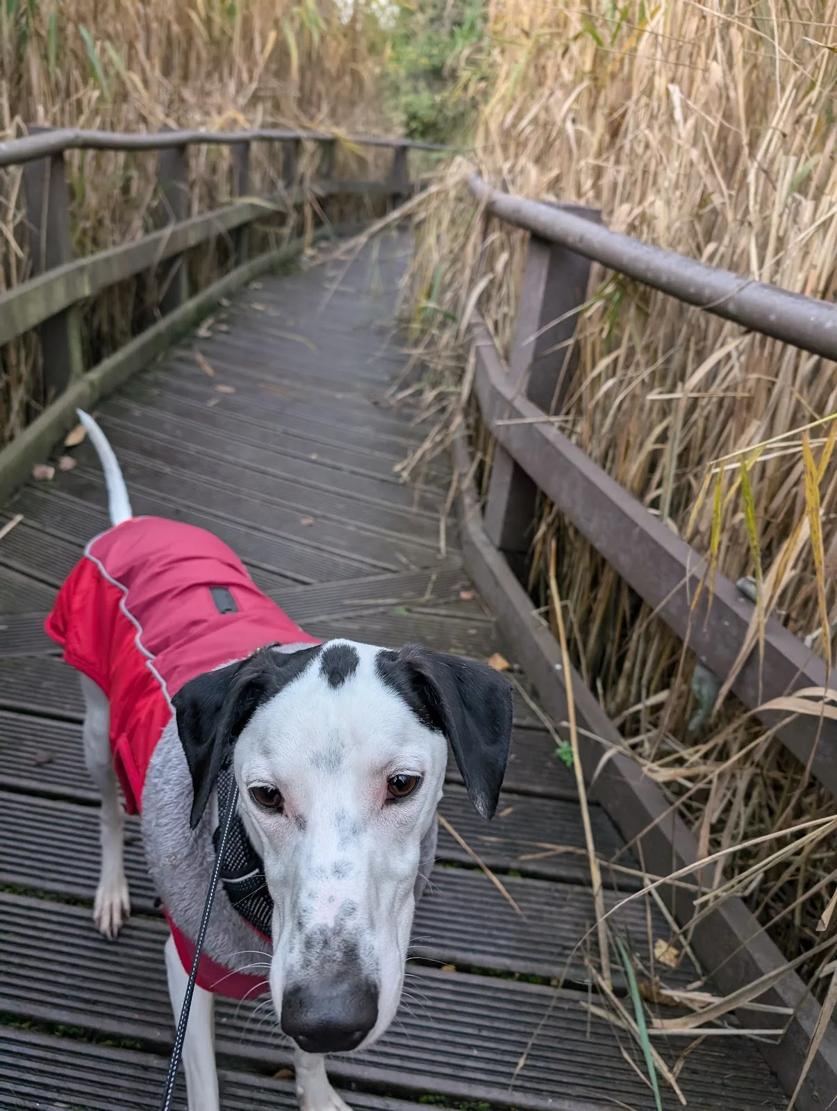 Newcastle Dog & Cat Shelter - Rehoming Centre, Benton
