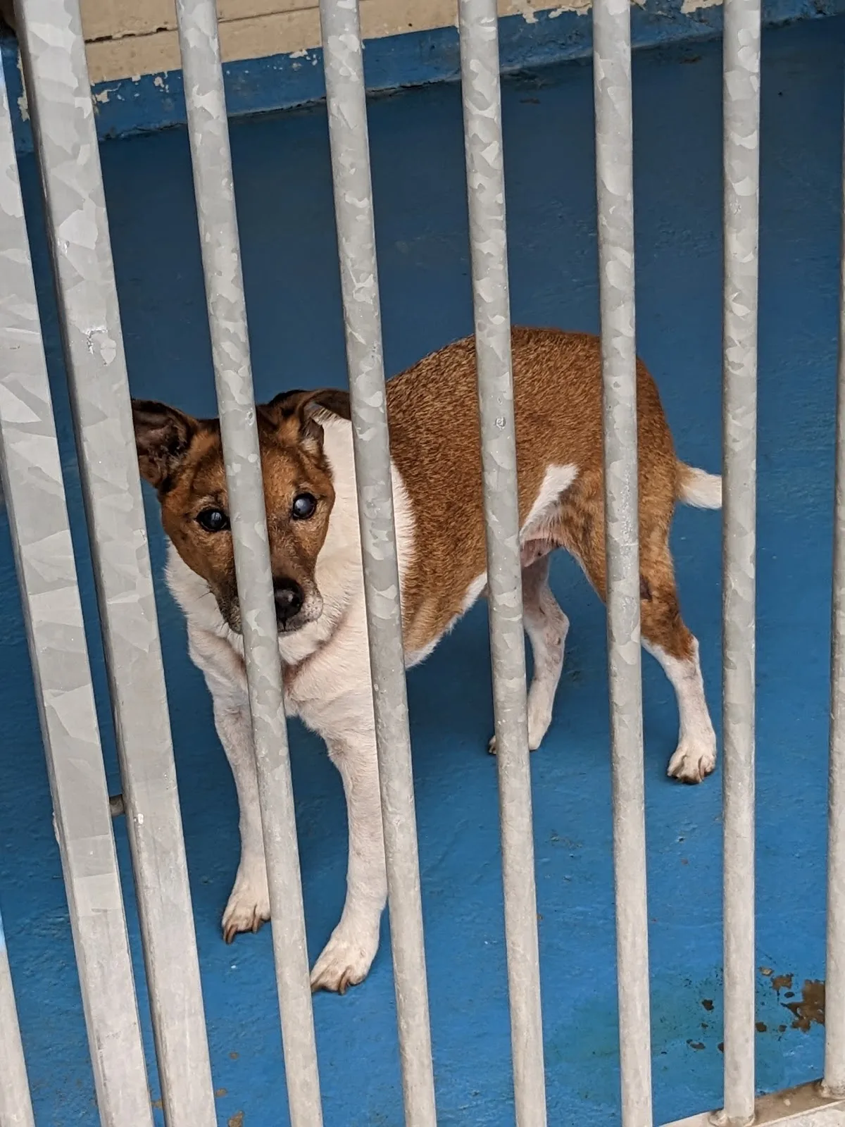 Newcastle Dog & Cat Shelter - Rehoming Centre, Benton