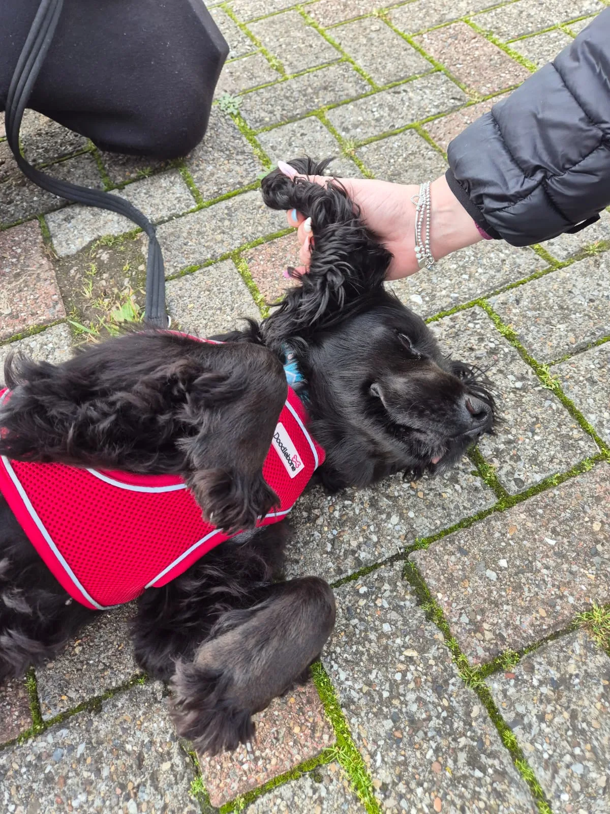 Newcastle Dog & Cat Shelter - Rehoming Centre, Benton