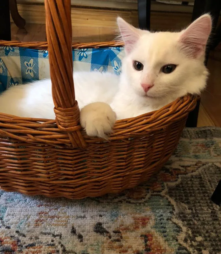 Katzenhilfe Berlin e.V., Katzen-WG, nicht öffentlich