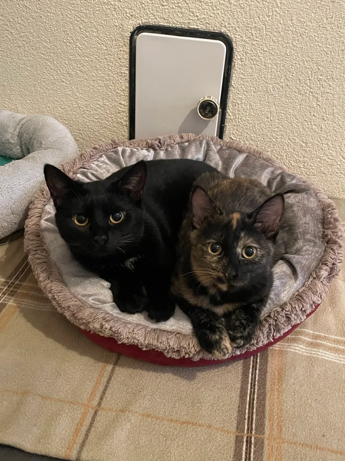 Katzenhilfe Berlin e.V., Katzen-WG, nicht öffentlich