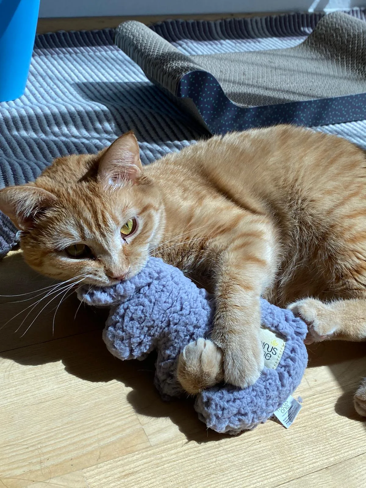 Katzenhilfe Berlin e.V., Katzen-WG, nicht öffentlich