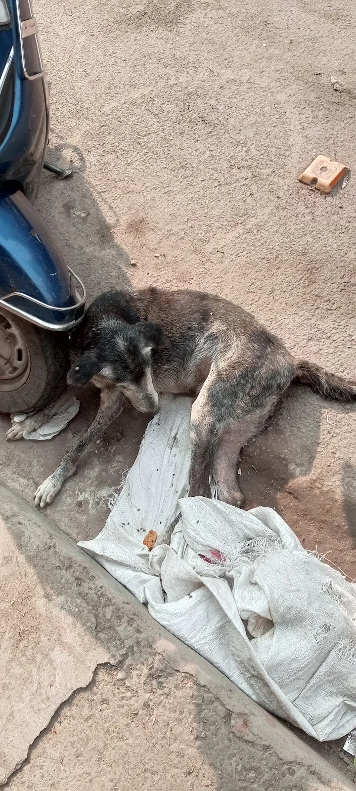 People For Animals