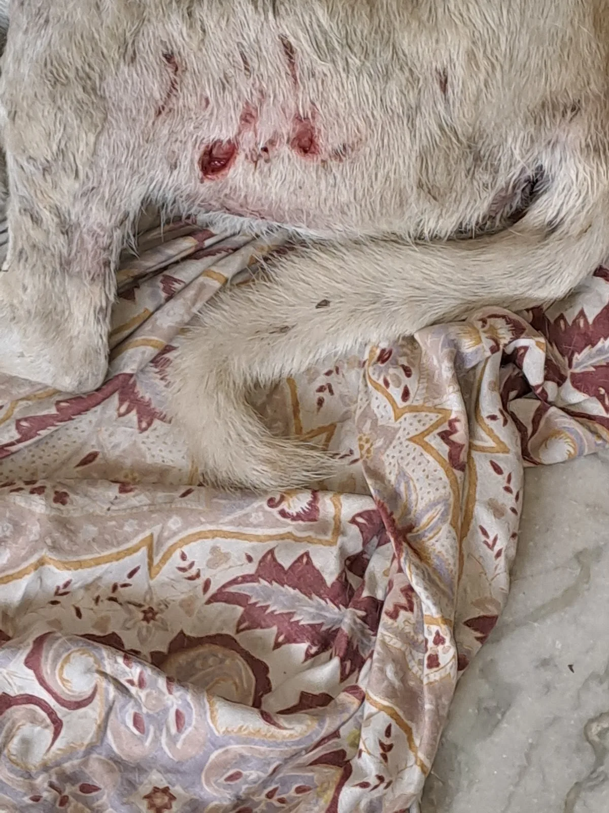 People For Animals
