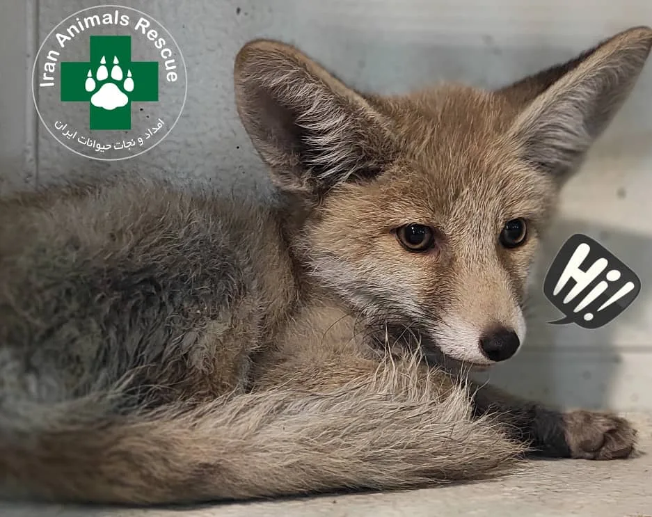 official Iran animals rescue