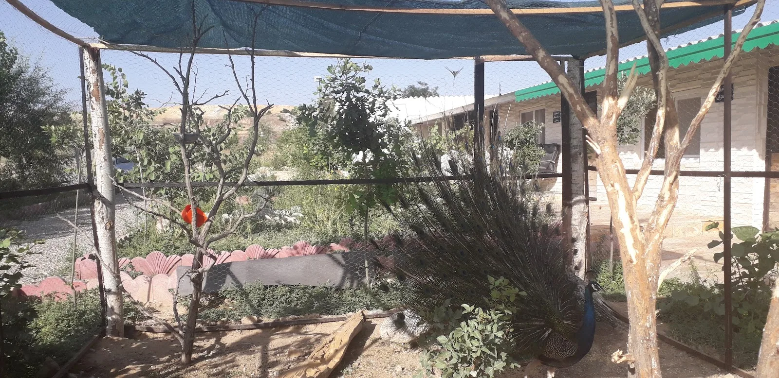 official Iran animals rescue