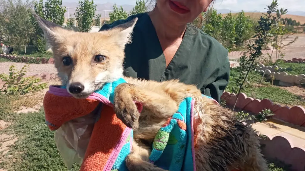 official Iran animals rescue