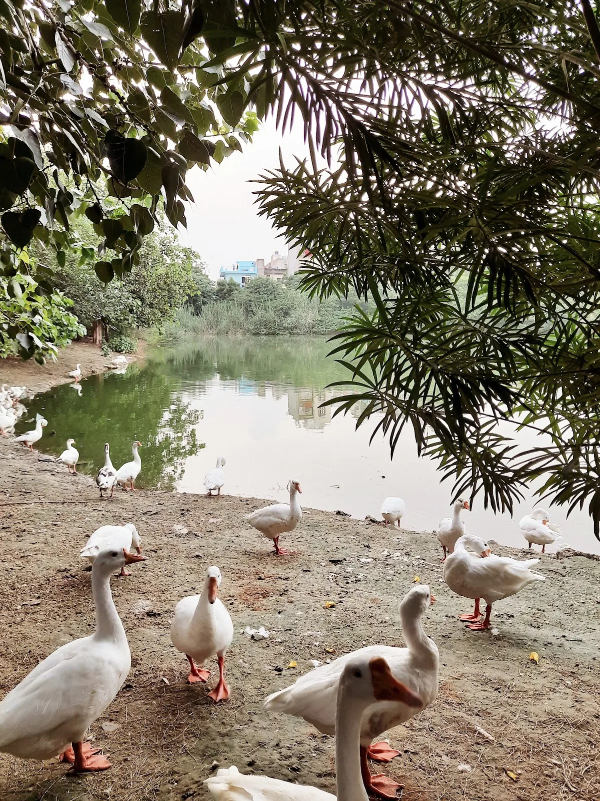 Prasad Nagar Jheel Park