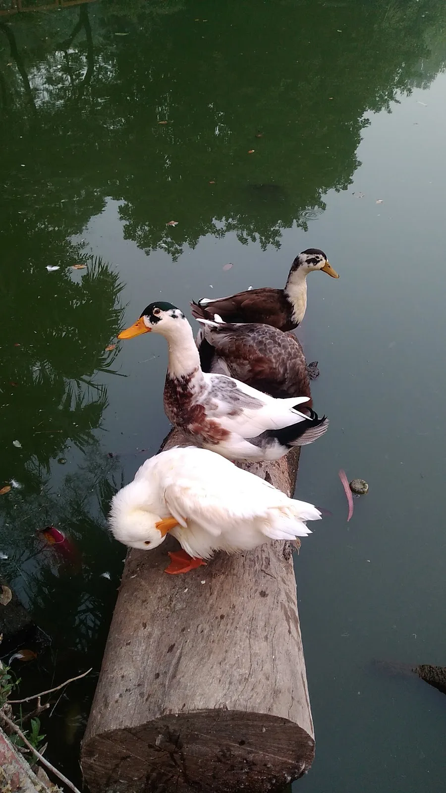 Prasad Nagar Jheel Park