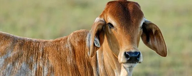 Animals Australia