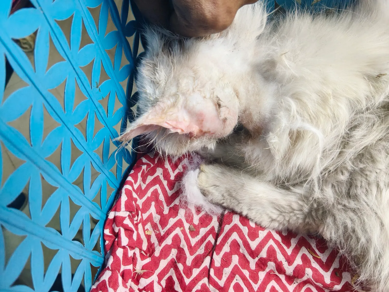 HELP Animals & Birds Hospital