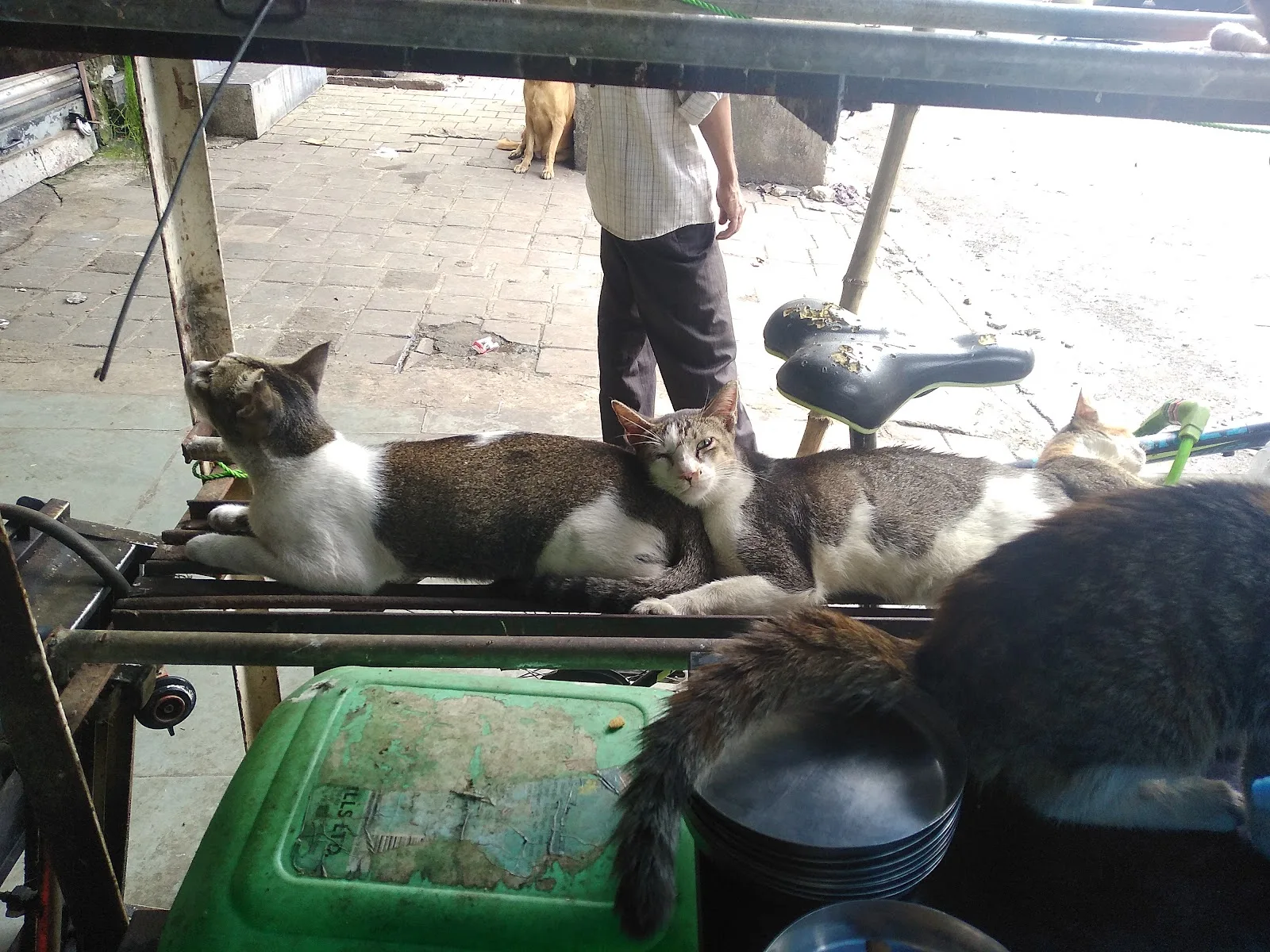 HELP Animals & Birds Hospital